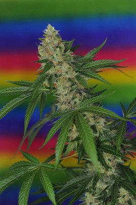 TGA Subcool Seeds - Jillybean (reg.) 04418