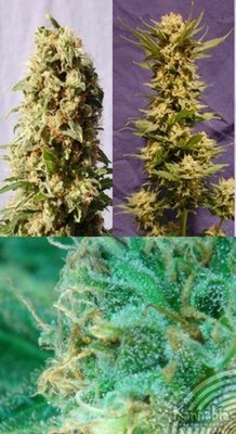 Kannabia Seeds - Guerrilla Mix (fem.) 01572