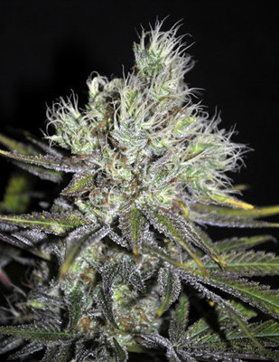 CBD Crew - CBD Sweet and Sour Widow (reg.) 00041