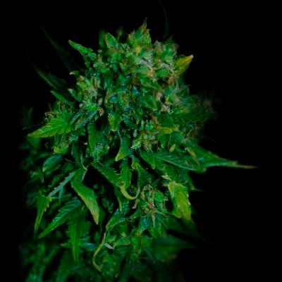 VIP Seeds - VIP Auto (auto/fem.) 03081