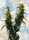 Sagarmatha Seeds - Western Winds (fem.) 03977