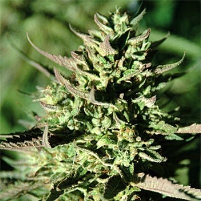 Emerald Triangle Seeds - Grapefruit Krush (reg.) 03118