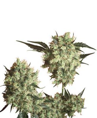 Sensi Seeds - Marley's Collie ® (reg.) 03952