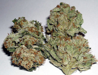 Rare Dankness - Rug Burn OG (fem.) 05893