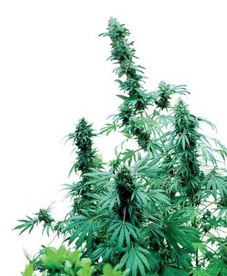 Sensi Seeds - Early Skunk ® (reg.) 03922