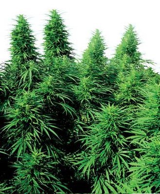 Sensi Seeds - Ruderalis Skunk ® (reg.) 03926