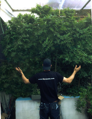 VIP Seeds - Tank (fem.) 03075