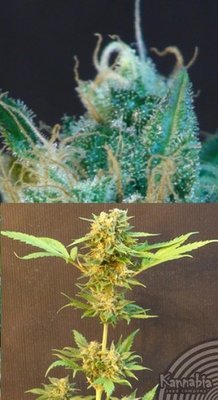 Kannabia Seeds - Classic Auto Mix (auto/fem.) 01586