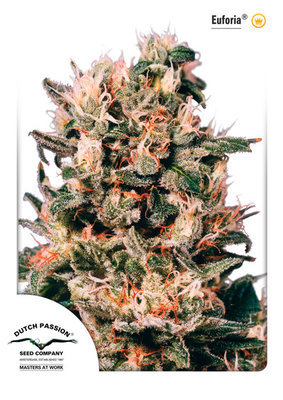 Dutch Passion - Euforia (reg.) 03399