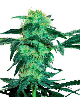 White Label Seeds - White Ice (reg.) 03111