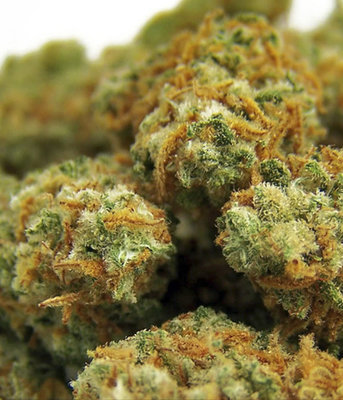 VIP Seeds - Indian Kush (fem.) 04782