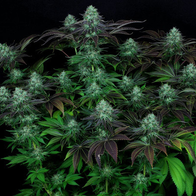 T.H. Seeds - Darkstar Kush (fem.) 03751