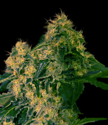 VIP Seeds - Torpedo (fem.) 03076