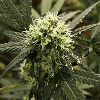 Vulkania Seeds - Babylonia Fruit (fem.) 01629