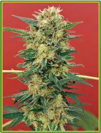 Mandala Seeds - Ganesh (reg.) 05004