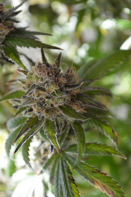 TGA Subcool Seeds - Space Candy (reg.) 04430