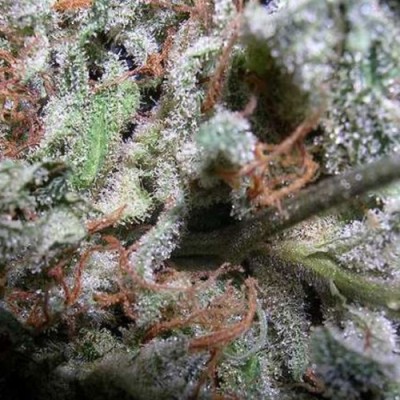 Paradise Seeds - Collection pack Indica champions (fem.) 01744