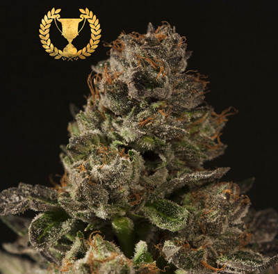 Devil's Harvest Seeds - Strawberry Sour Diesel (reg.) 04360
