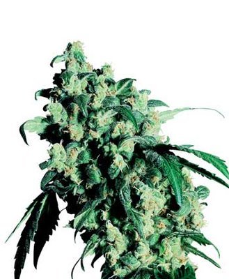 Sensi Seeds - Super Skunk ® (reg.) 03925