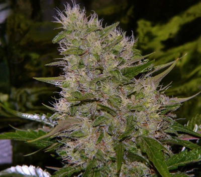 Mr. Nice Seeds - Critical Mass (reg.) 04575