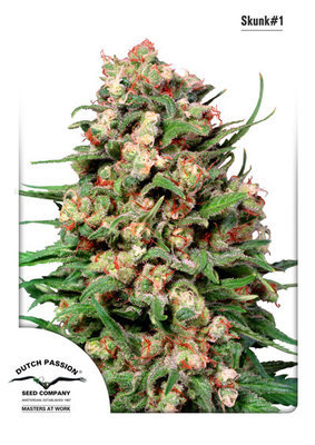 Dutch Passion -  Skunk #1 (reg.) 03386