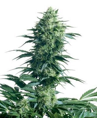 Sensi Seeds - Mother's Finest ® (reg.) 03940