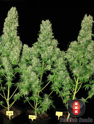 Serious Seeds - White Russian (reg.) 05100