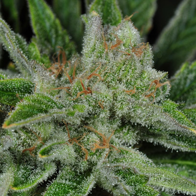 Rare Dankness - Ghost Train Haze #1 (reg.) 04513