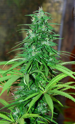 Cannabiogen Seeds - Jarilla Sinaloa (reg.) 03628