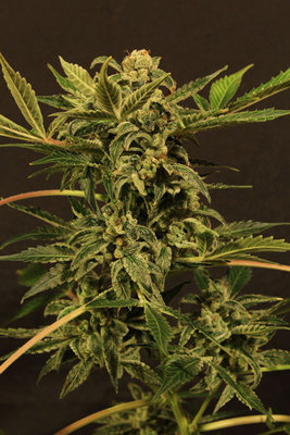 Exotic Seed - Russian Automatic (auto/fem.) 03647