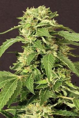 Exotic Seed - Exotic Thai (fem.) 03651