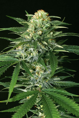 Exotic Seed - Gipsy Widow (fem.) 03652