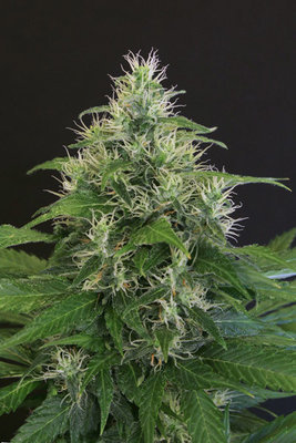 Exotic Seed - Lemon Candy (fem.) 03654