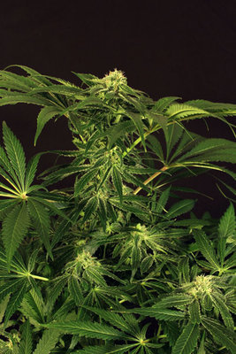 Exotic Seed - Green Gummy (fem.) 03653