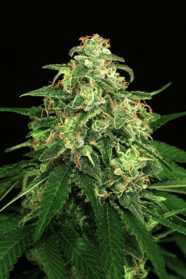 Exotic Seed - Mango Cream (fem.) 03655
