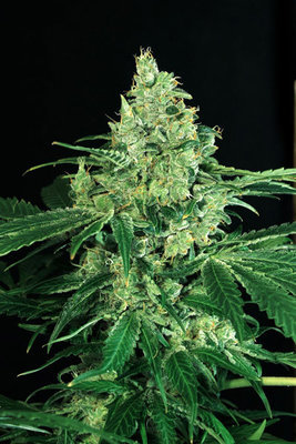 Exotic Seed - Sir Jack (fem.) 03656