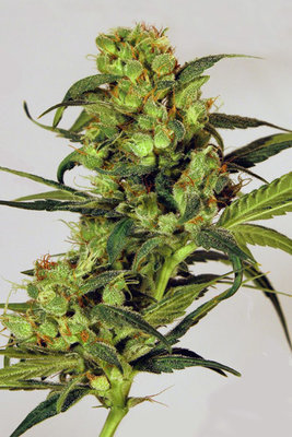 Exotic Seed - Spicy Bitch (fem.) 03657