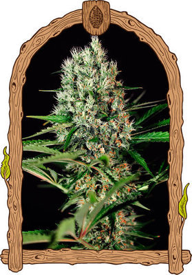 Exotic Seed - Quick Mass (fem.) 04890