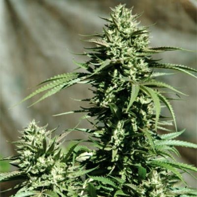 Emerald Triangle Seeds - California Wildfire (fem.) 03115