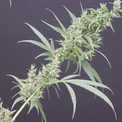 Mr. Nice Seeds - Neville's Haze Mango (reg.) 04598