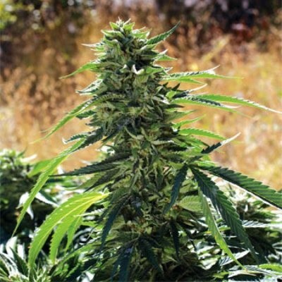 Emerald Triangle Seeds - Super Sour OG (fem.) 03121