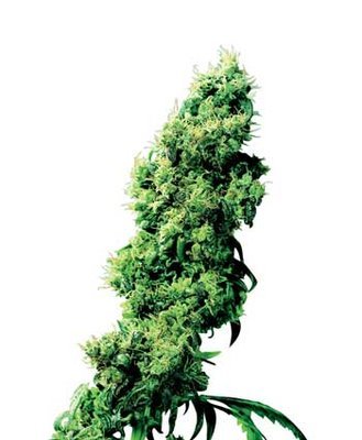 Sensi Seeds - Four-Way ® (reg.) 03931