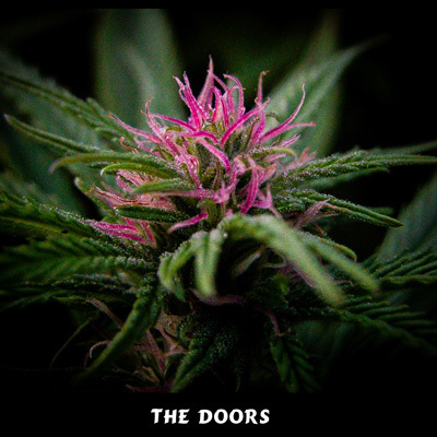 Mr. Nice Seeds - The Doors (reg.) 04604