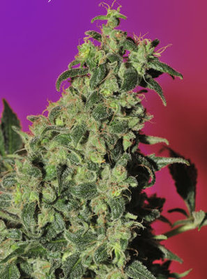 Mandala Seeds - Point Of No Return (reg.) 05009