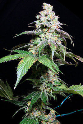 TGA Subcool Seeds - Grape Inferno (reg.) 04411