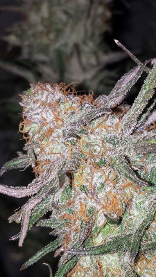 TGA Subcool Seeds - Hurkle (reg.) 04412