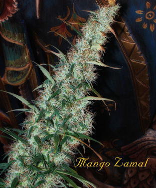Mandala Seeds - Mango Zamal (reg.) 09488