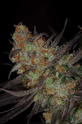 TGA Subcool Seeds - Qleaner (reg.) 04425