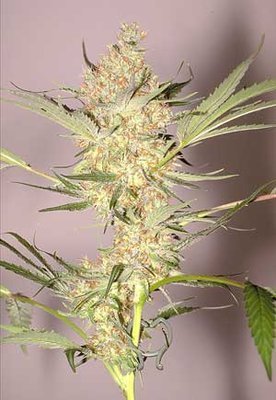 The Flying Dutchmen - The Real Mccoy (reg.) 01842