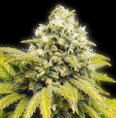 The Bulldog Seeds - Original Afghan (reg.) 03661